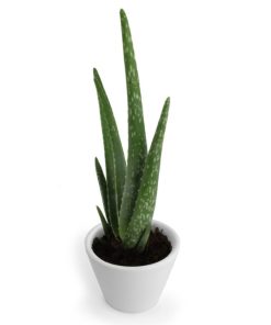 Aloe Vera personnalisé