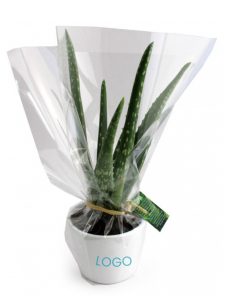 Alternative view of Aloe Vera personnalisé