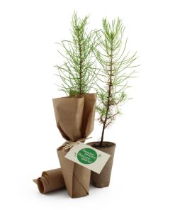 Arbre à planter écolo