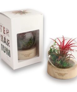 Globe en verre avec plante