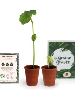 Alternative view of Graine gravée