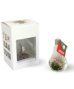 Petite plante ampoule