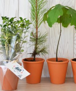 Alternative view of Arbre en pot