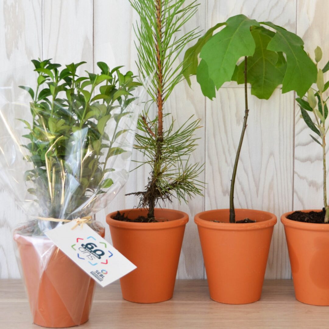 Arbre en pot – Image 2