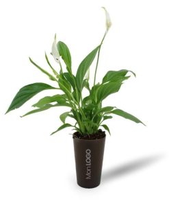Plante en gobelet lin