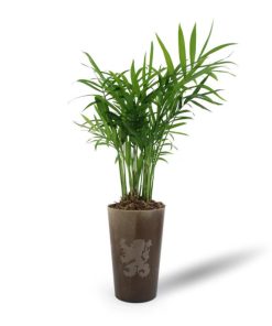 Alternative view of Plante en gobelet lin