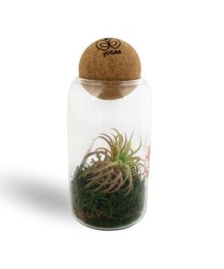 Terrarium boule