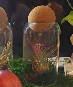 Alternative view of Terrarium boule