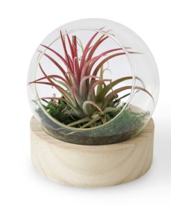 Alternative view of Globe en verre avec plante